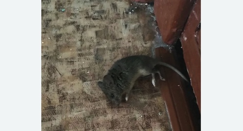 Дезинфекция от мышей в Большевике